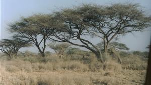 Panorama africano