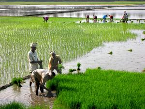 Un esempio delle condizioni di vita e di lavoro in India